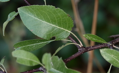Pyrus spinosa
