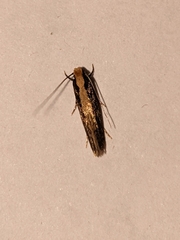 Monopis crocicapitella