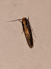 Monopis crocicapitella