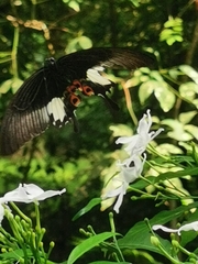 Papilio iswara
