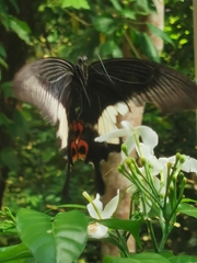 Papilio iswara