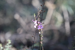 Stylidium graminifolium