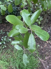Pittosporum
