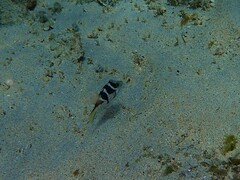 Canthigaster valentini