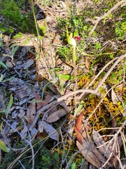 Caladenia tentaculata