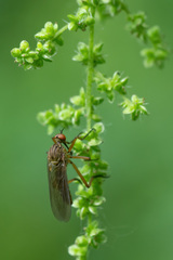 Empis livida