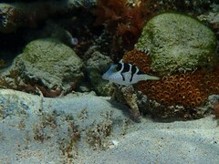 Canthigaster valentini