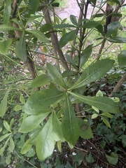 Pseudopanax lessonii
