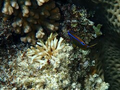 Neoglyphidodon polyacanthus