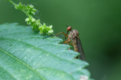 Empis livida
