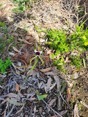 Caladenia tentaculata