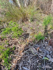 Caladenia tentaculata