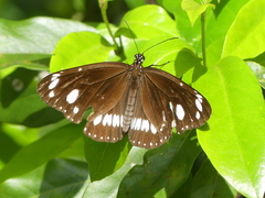 Euploea core corinna