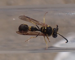 Eumenes mediterraneus