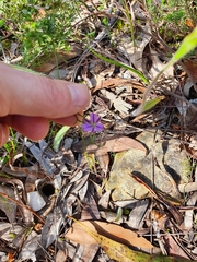 Thysanotus patersonii