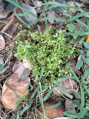 Stellaria flaccida