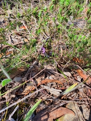 Thysanotus patersonii