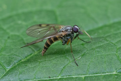 Rhagio maculatus