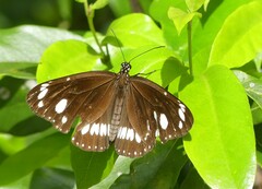Euploea core corinna
