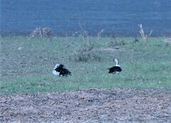 Sarkidiornis melanotos