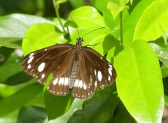 Euploea core corinna