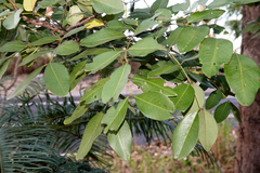 Cassia brewsteri