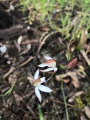 Caladenia moschata