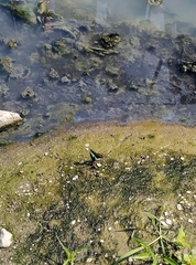 Graphium sarpedon connectens