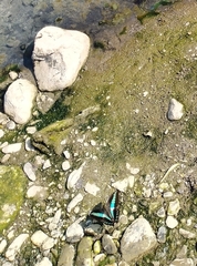 Graphium sarpedon connectens