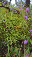 Isopogon ceratophyllus