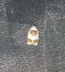 Garudinia macrolatana