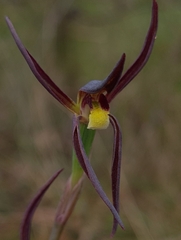 Lyperanthus suaveolens