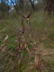 Lyperanthus suaveolens