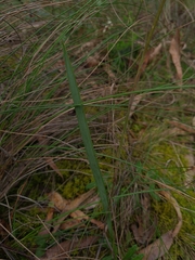Lyperanthus suaveolens