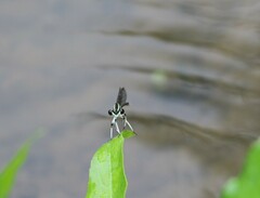 Pseudocopera ciliata