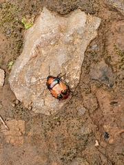 Choerocoris paganus
