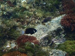 Amphiprion mccullochi