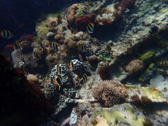 Chaetodon tricinctus