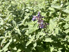 Nepeta × faassenii
