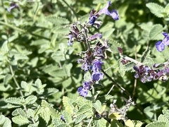 Nepeta × faassenii