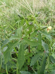 Abelmoschus moschatus