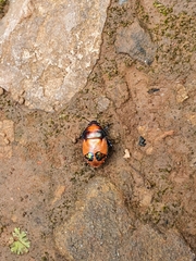 Choerocoris paganus