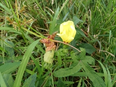 Abelmoschus moschatus