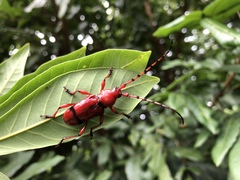 Dicelosternus corallinus