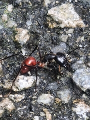 Dinomyrmex gigas