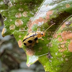 Philopona mouhoti