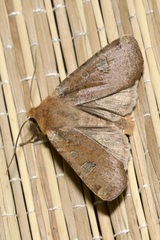 Conistra erythrocephala