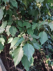 Hedera colchica