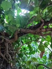 Hedera colchica