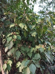 Hedera colchica
